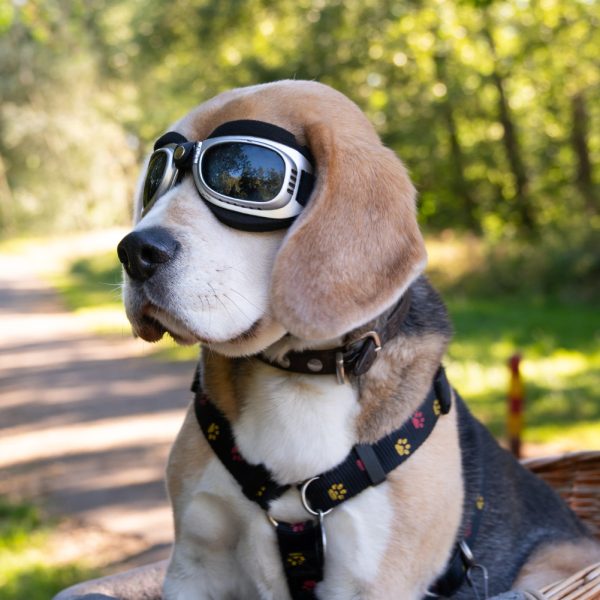 embarque cão voo